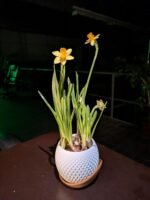 Planter Pot with Drainage Holes